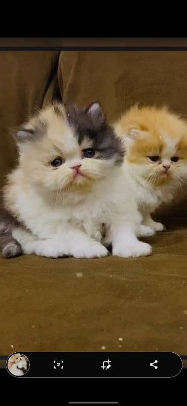 peke kitten male kitten female kitten available 1