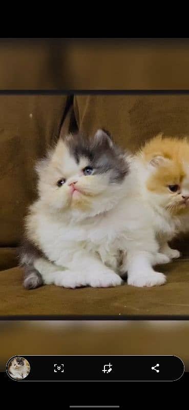 peke kitten male kitten female kitten available 2