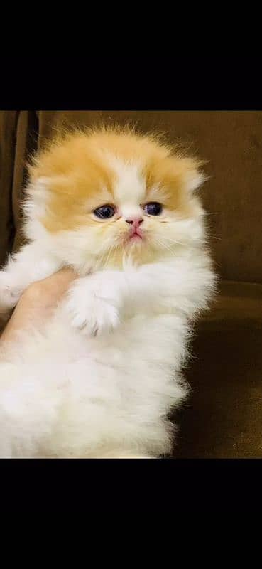 peke kitten male kitten female kitten available 3