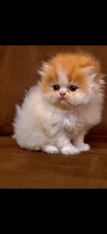 peke kitten male kitten female kitten available 4