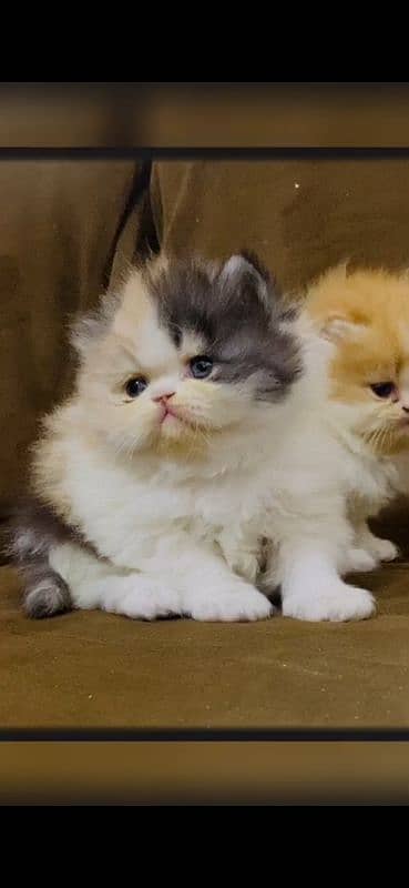 peke kitten male kitten female kitten available 5