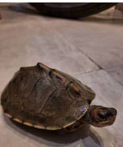 active healthy turtle for sale