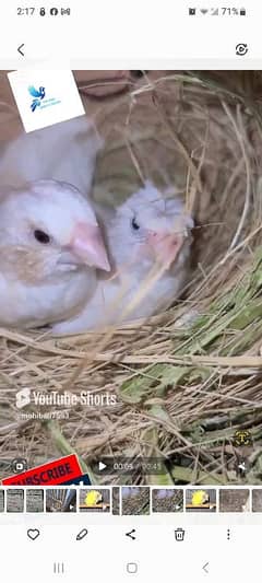 2 pair banglaise crust finch