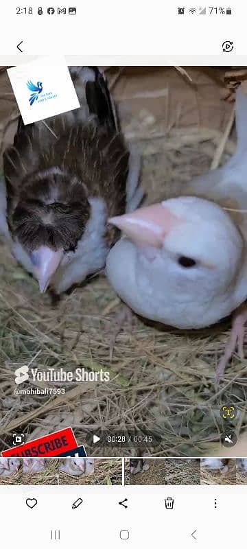 2 pair banglaise crust finch 1