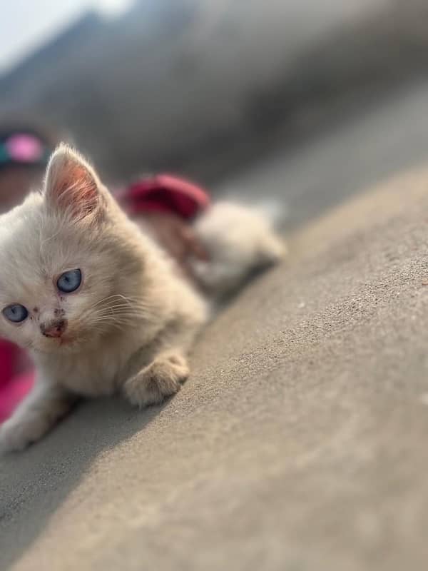 2 month baby kittens blue eyes 9