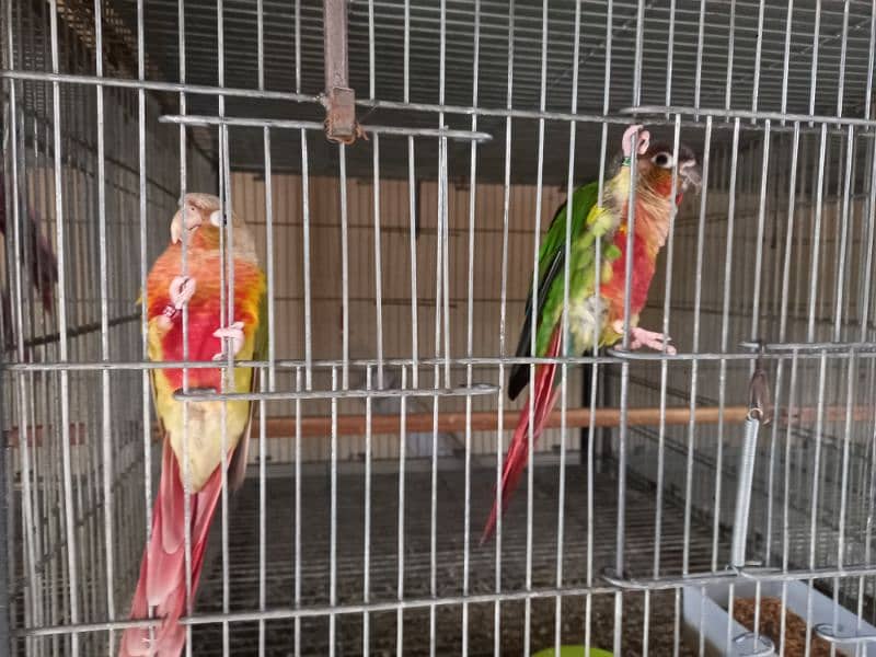 Red factor | conure pairs | parrot |birds 1