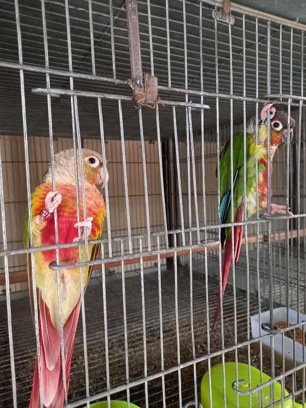 Red factor | conure pairs | parrot |birds 2