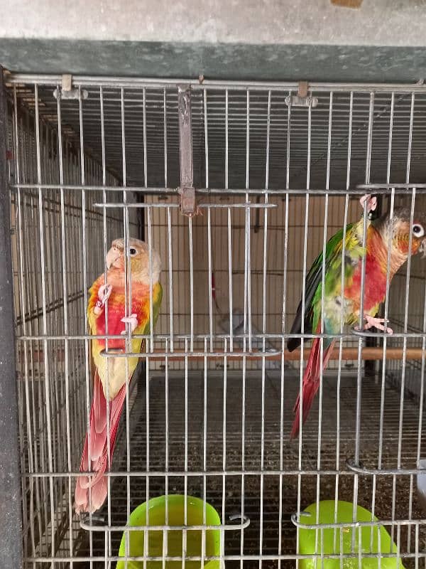 Red factor | conure pairs | parrot |birds 3