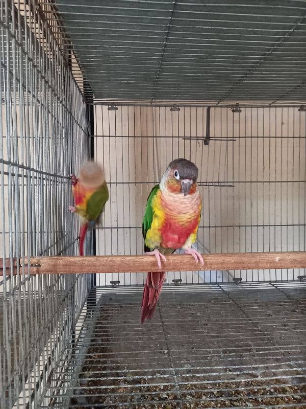 Red factor | conure pairs | parrot |birds 5