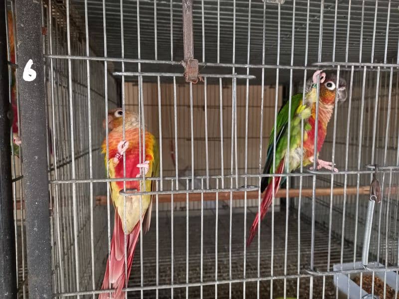 Red factor | conure pairs | parrot |birds 6