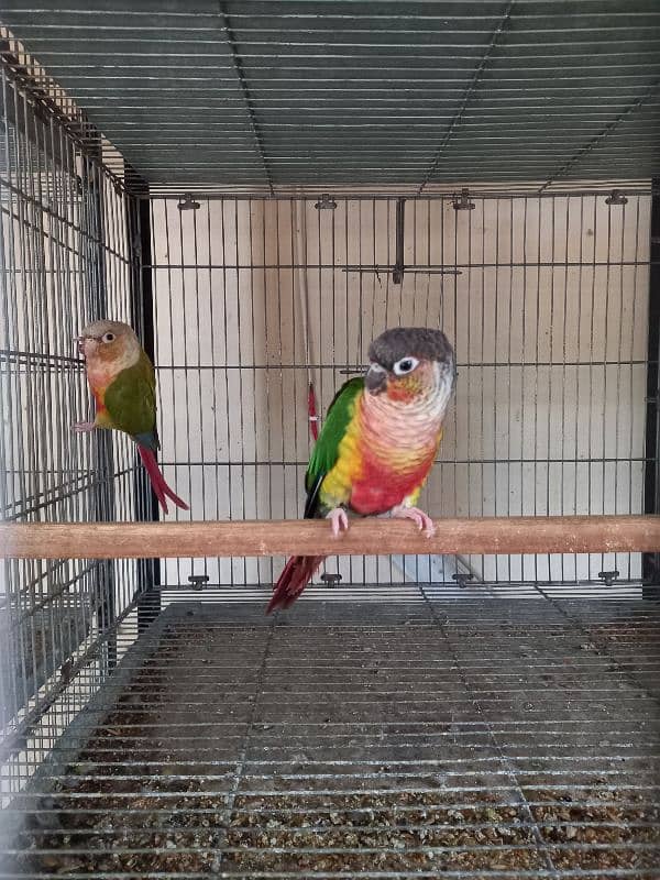 Red factor | conure pairs | parrot |birds 11