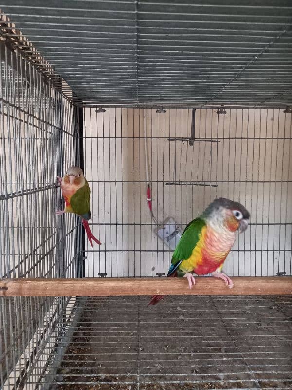 Red factor | conure pairs | parrot |birds 12