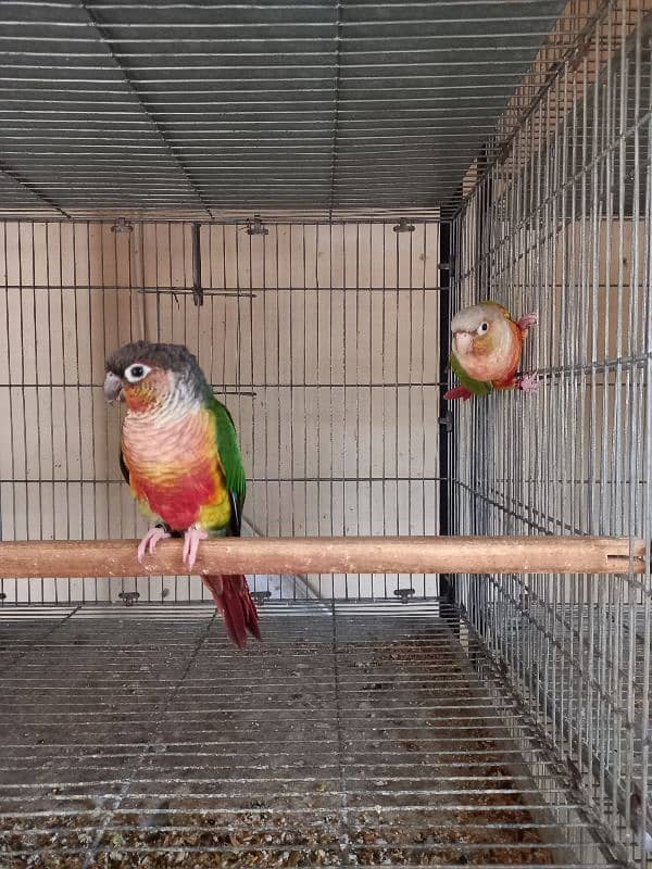 Red factor | conure pairs | parrot |birds 15