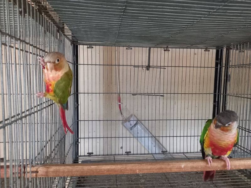 Red factor | conure pairs | parrot |birds 16