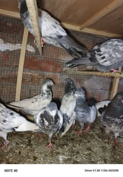 pigeon for sale