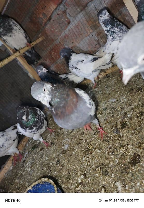 pigeon for sale 2