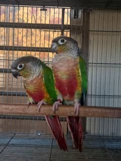 Red factor conure pair parrot/bird