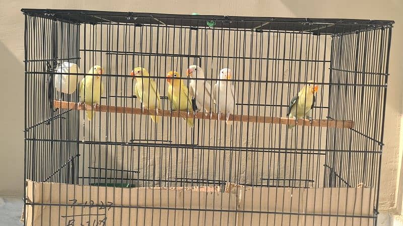 cage for parrots 0