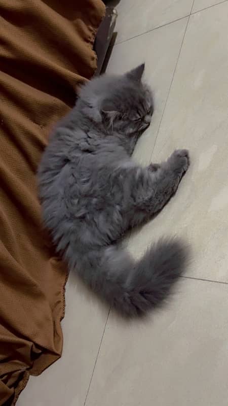 Persian male kitten smokey grey 0