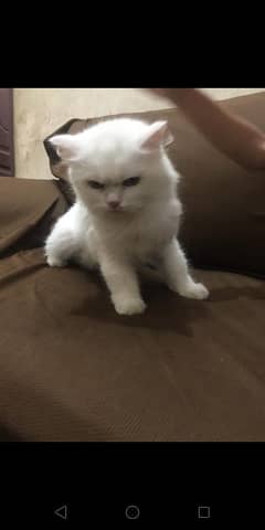 Persian cat