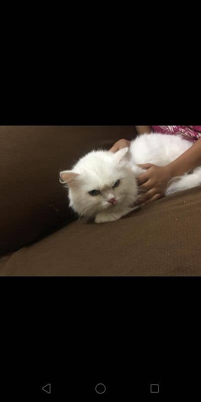 Persian cat 1