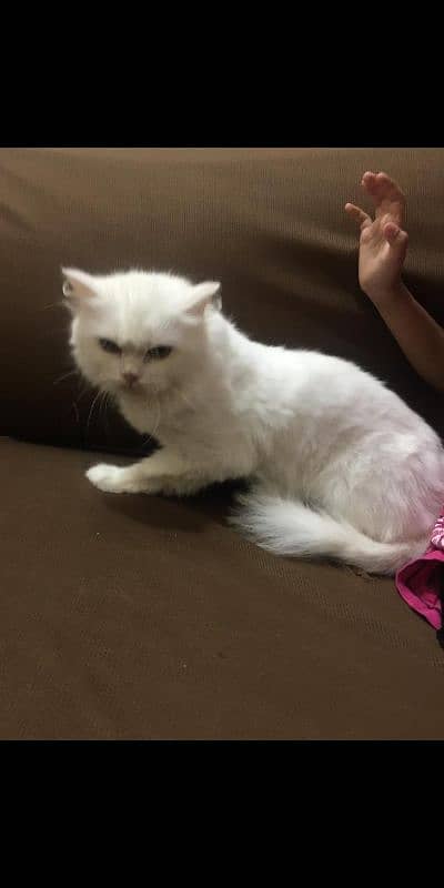 Persian cat 2