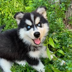 Husky