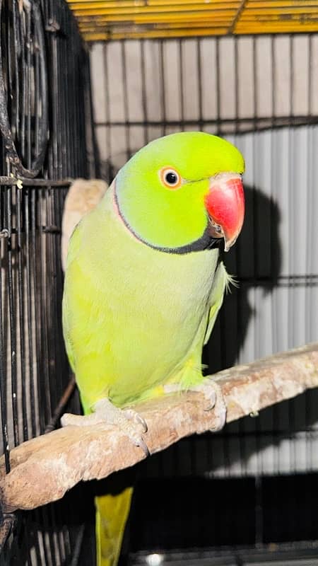 Green Ringneck breeder pair 0