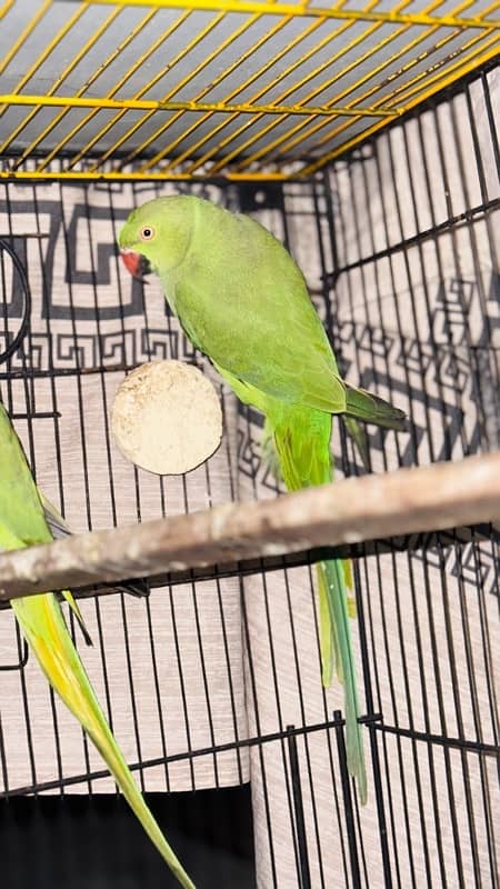 Green Ringneck breeder pair 1