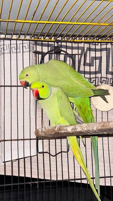 Green Ringneck breeder pair 2