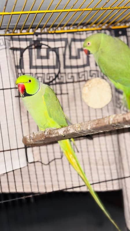 Green Ringneck breeder pair 3