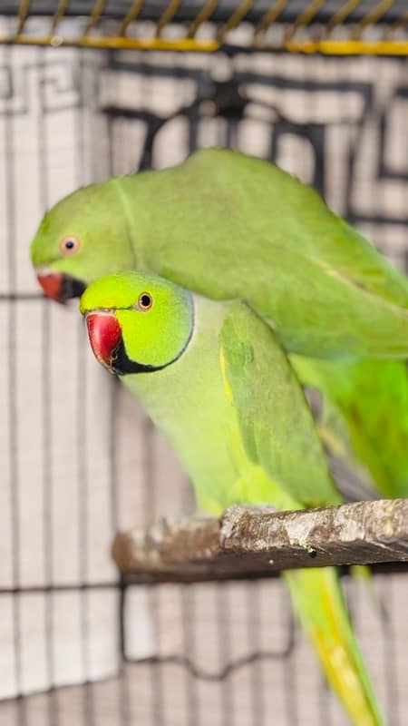 Green Ringneck breeder pair 4