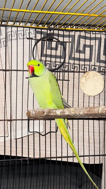 Green Ringneck breeder pair 5