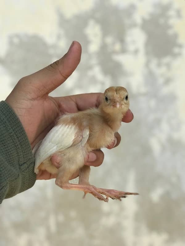 Top Quality 1 Pair Heera Chicks 3