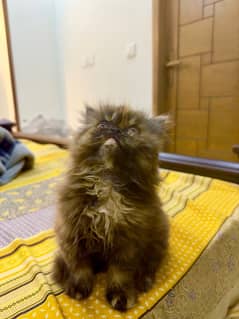 Pure Extreme Punch face Persian Tripple Coat Kitten, Peke Face