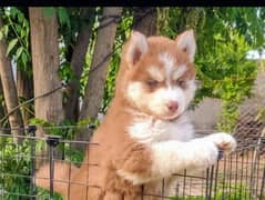 Husky puppies 03365993385