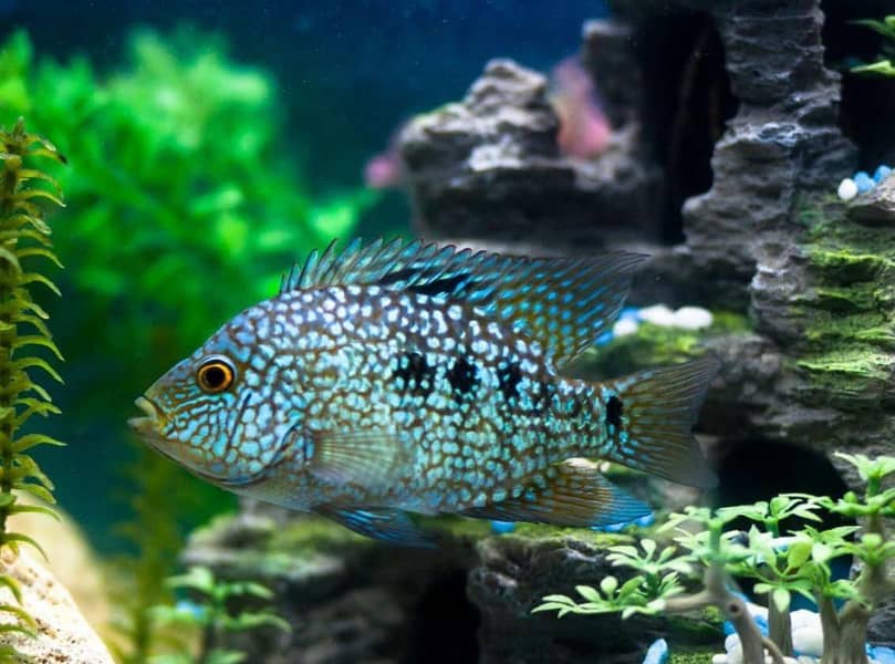 Texas Cichlid 0