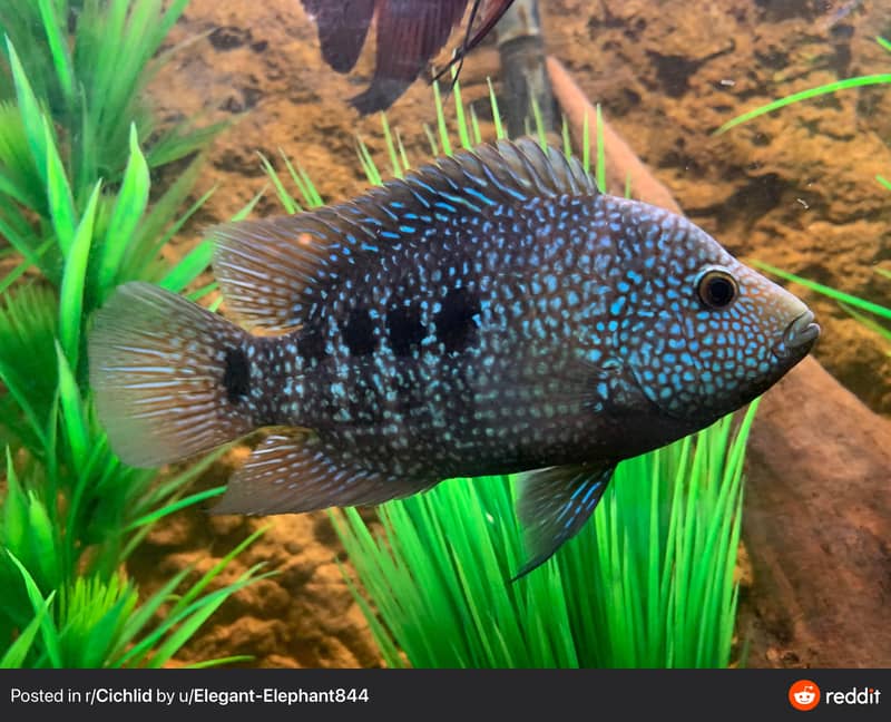 Texas Cichlid 1