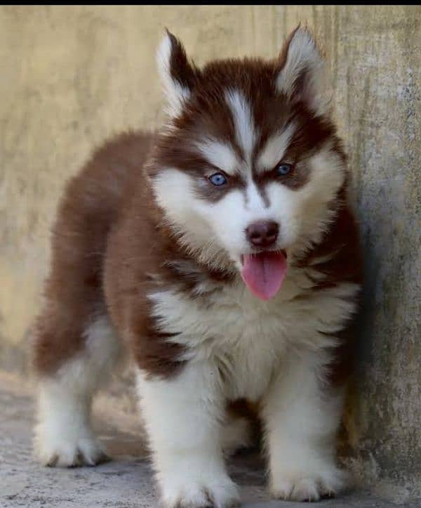 Husky puppy 03365993385 2