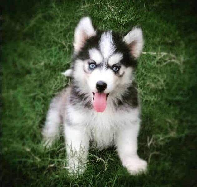 Husky puppy 03365993385 3