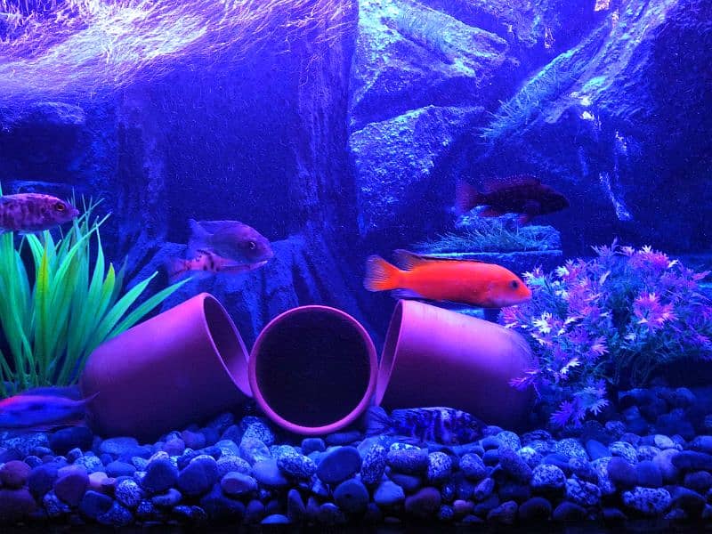 NEW 3D AQUARIUM FULL SETUP FOR SALE. 13