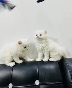 pure Persian triple coated kittens sale k liye available hain