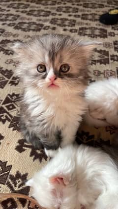 persian kittens punch face