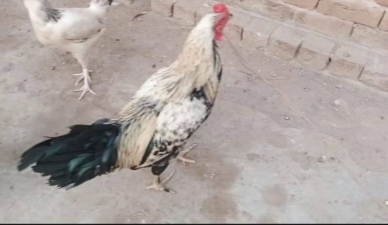 Rooster for sale 0