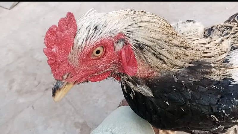 Rooster for sale 1