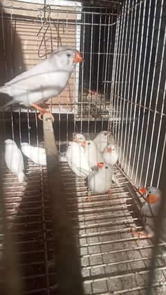 Finches, Finch, Java for sale