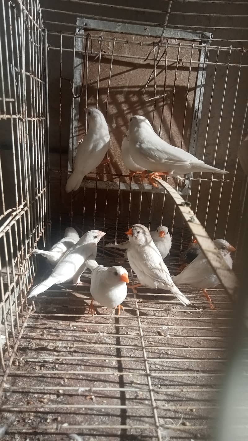 Finches, Finch, Java for sale 1