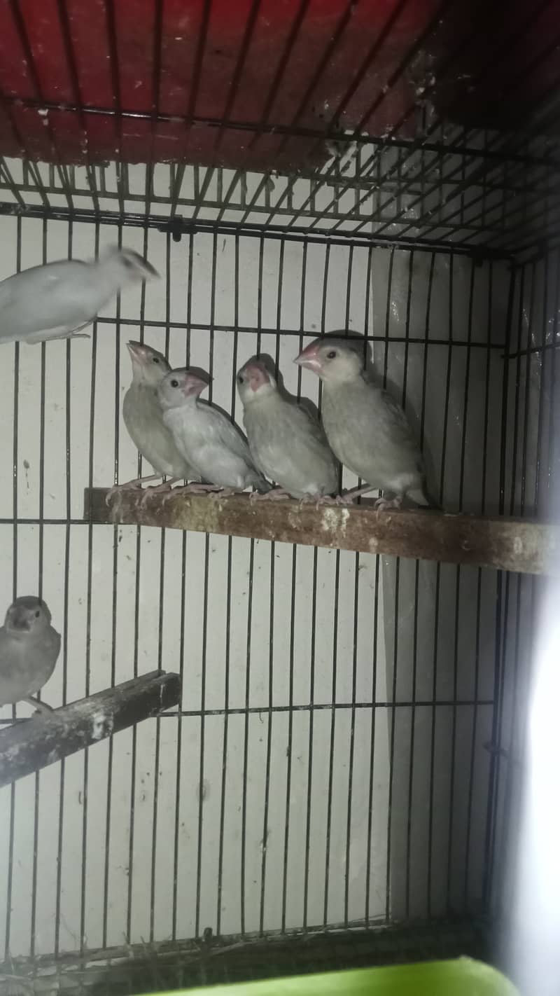 Finches, Finch, Java for sale 2