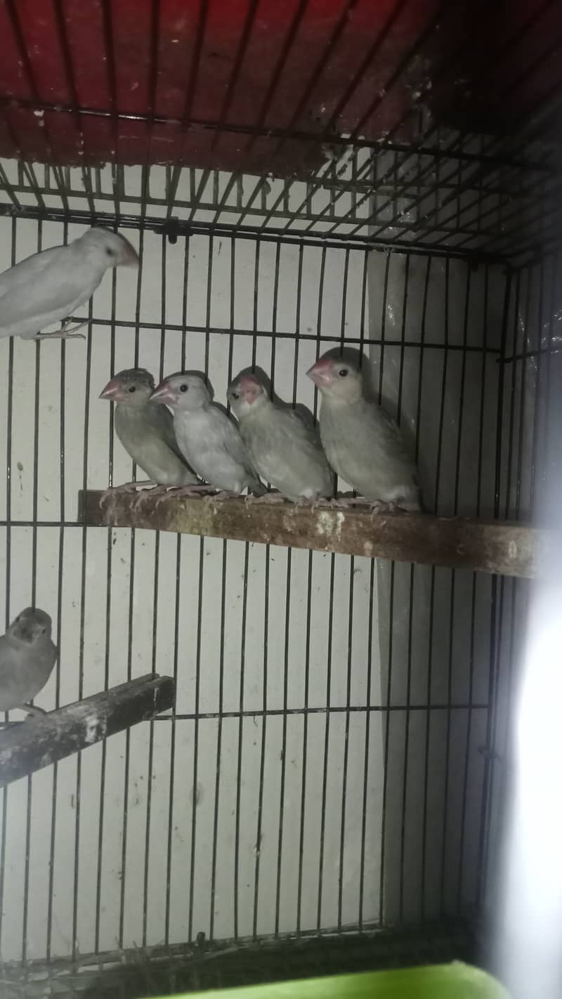 Finches, Finch, Java for sale 3