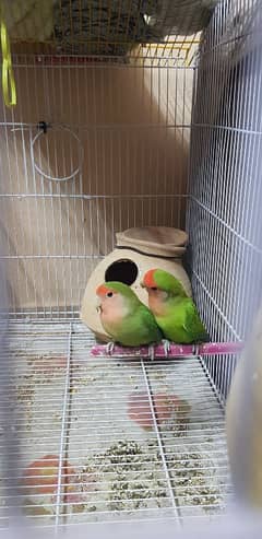 love birds